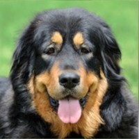 Detaillierte Beschreibung: Avatar Bild von Mitspieler:in GERRY