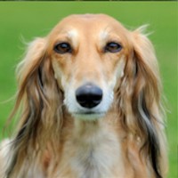 Detaillierte Beschreibung: Avatar Bild von Mitspieler:in AIKO