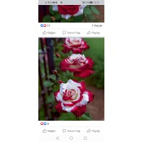 Detaillierte Beschreibung: Avatar Bild von Mitspieler:in AKAROBERAU