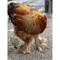 Detaillierte Beschreibung: Avatar Bild von Mitspieler:in DENNERLEIN