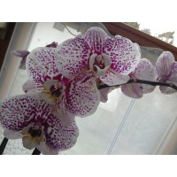 Detaillierte Beschreibung: Avatar Bild von Mitspieler:in KAMA