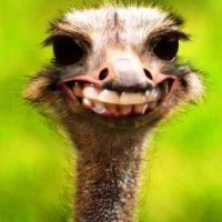 Detaillierte Beschreibung: Avatar Bild von Mitspieler:in LOTUS