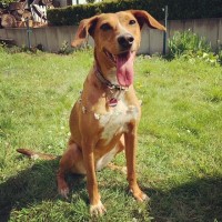 Detaillierte Beschreibung: Avatar Bild von Mitspieler:in PANTHERCHEN