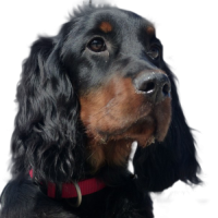 Detaillierte Beschreibung: Avatar Bild von Mitspieler:in PETER-RATEHASE