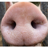 Detaillierte Beschreibung: Avatar Bild von Mitspieler:in SPECKNASE