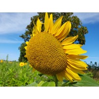 Detaillierte Beschreibung: Avatar Bild von Mitspieler:in SUBRO