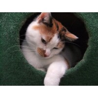 Detaillierte Beschreibung: Avatar Bild von Mitspieler:in TOMPSIPOMSI