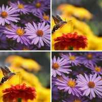 Memo Spiel mit 18 Bilderpaaren, dem Karten Motiv Pflaumenblüte und 51 Gewinnpunkten