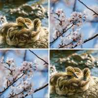 Memo Spiel mit 9 Bilderpaaren, dem Karten Motiv Steinadler im Profil und 23 Gewinnpunkten