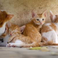 Schiebepuzzle mit 9 Schiebeteilen.