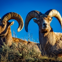 Schiebepuzzle mit 25 Schiebeteilen.