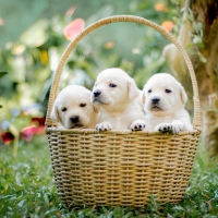 Schiebepuzzle mit 36 Schiebeteilen.