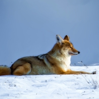 Schiebepuzzle mit 36 Schiebeteilen.